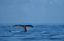 CULTURE VILLAGE (FIJI)PTE LTD4