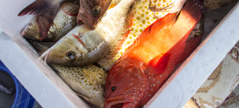 Fishing Adventure in the Gulf of Oman