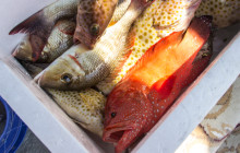 Musandam Sea Adventure Travel & Tourism3