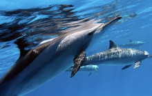 CULTURE VILLAGE (FIJI)PTE LTD5