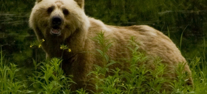 Alaska Bear Viewing Tour: Lake Clark National Park