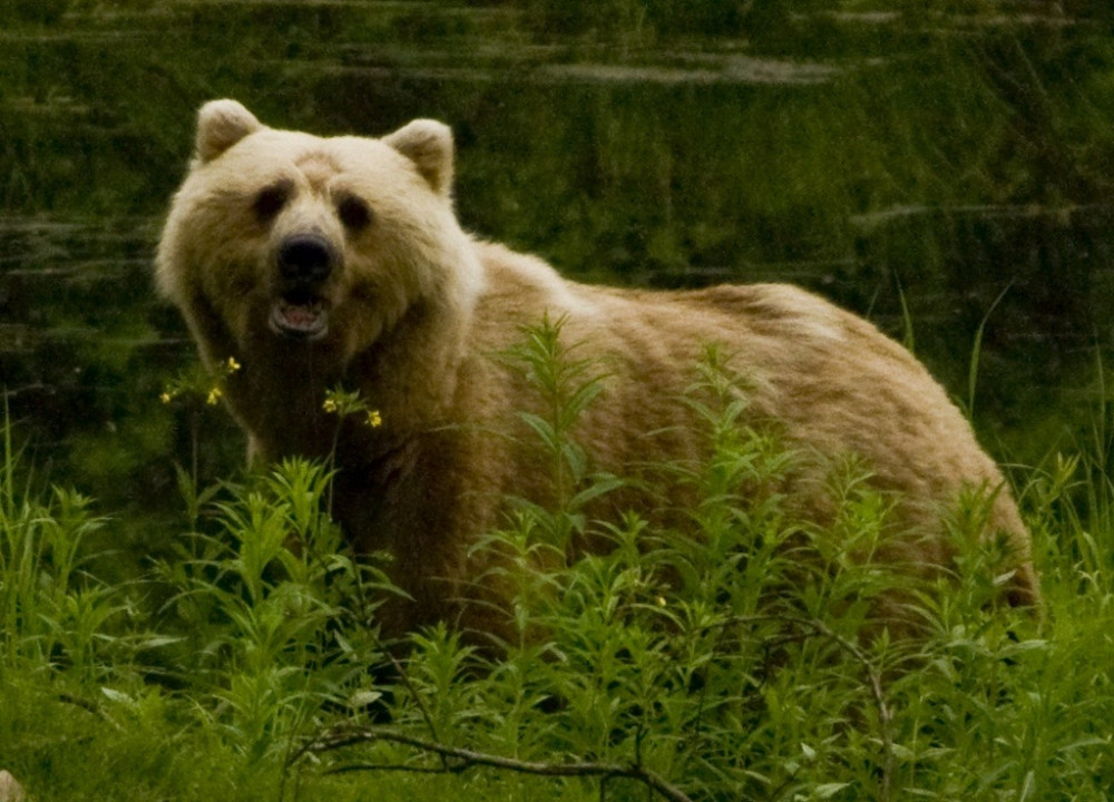 Alaska Bear Viewing Tour: Lake Clark National Park