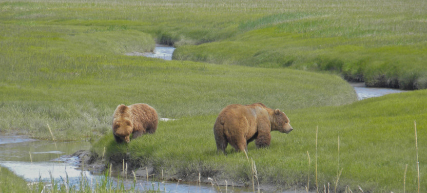 Alaska Bear Viewing Tour: Lake Clark National Park