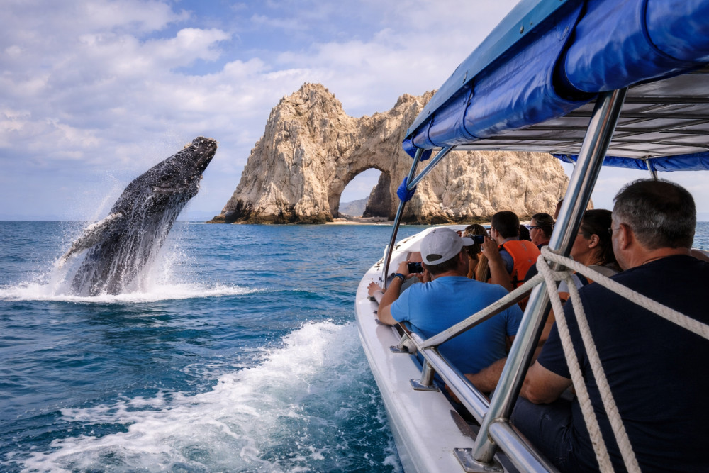 Whale Watching in Cabo: 2-Hour Small Group Tour to The Arch