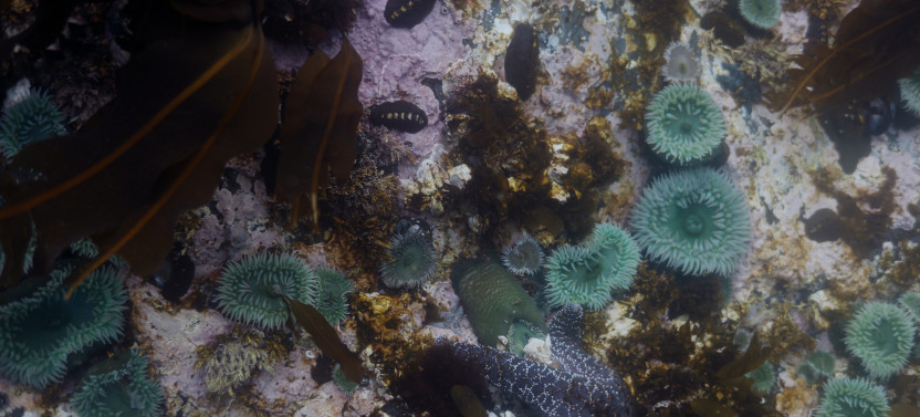 Snorkel Tour: Magic Island