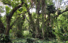 Hana Tours of Maui14