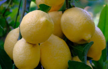 YLTOUR DMC, Puglia by Design srls1