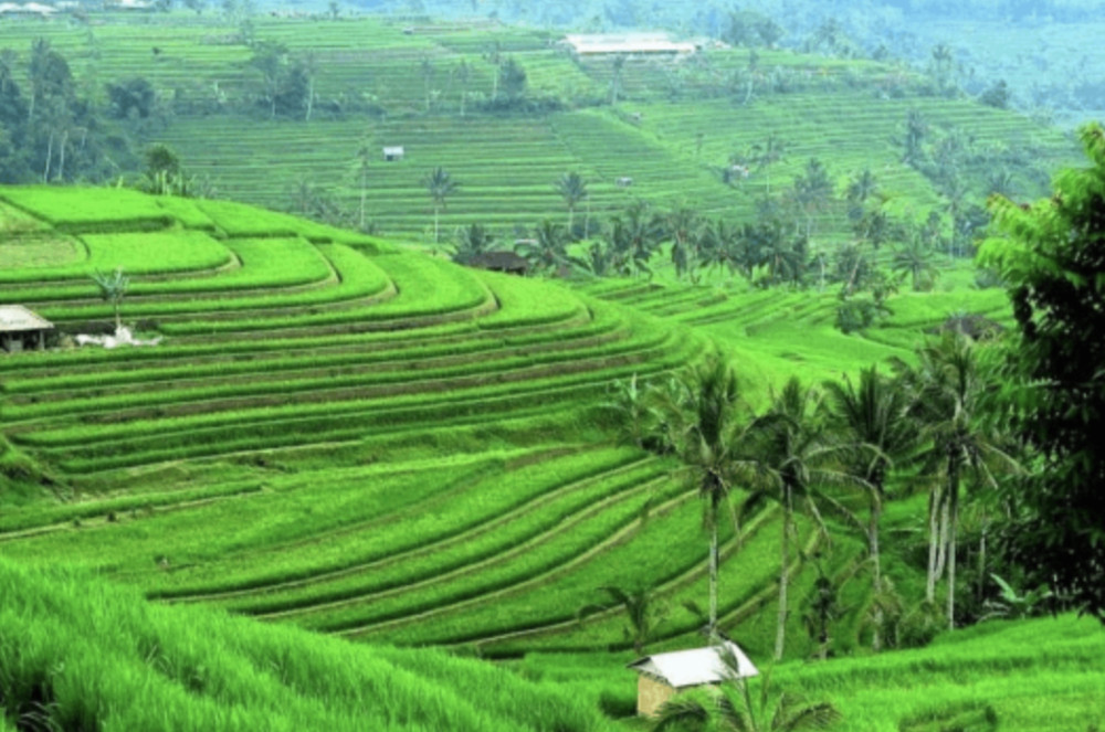 Private Northern Bali Temples & Jatiluwih Rice Terraces All-Inclusive Tour
