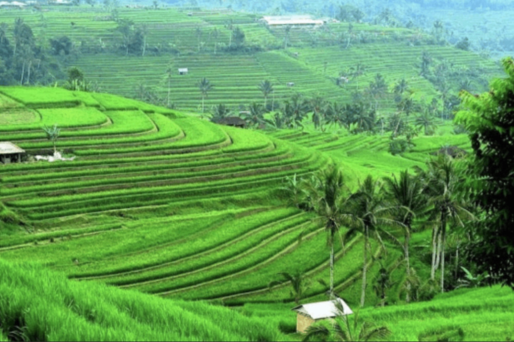 Private Ubud Tour: Monkey Forest, Batuan Temple, Rice Terrace & Waterfall
