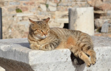Tour Altinkum Travel14