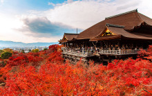 Tuyi Group Japan Co., Ltd.8