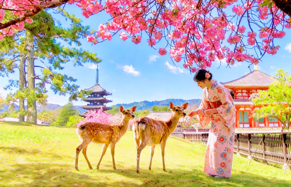 Kyoto: Nara Park, Kiyomizu Temple, and Fushimi Inari Taisha Day Tour