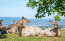 Tuyi Group Japan Co., Ltd.3