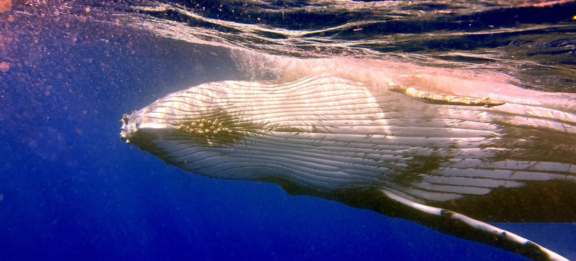 Shared respectful Whale Tour,country French Polynesia