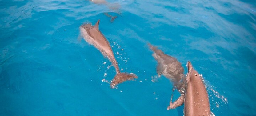 Shared respectful Whale Tour,country French Polynesia
