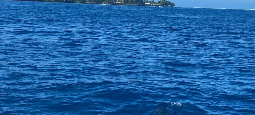 Shared respectful Whale Tour,country French Polynesia