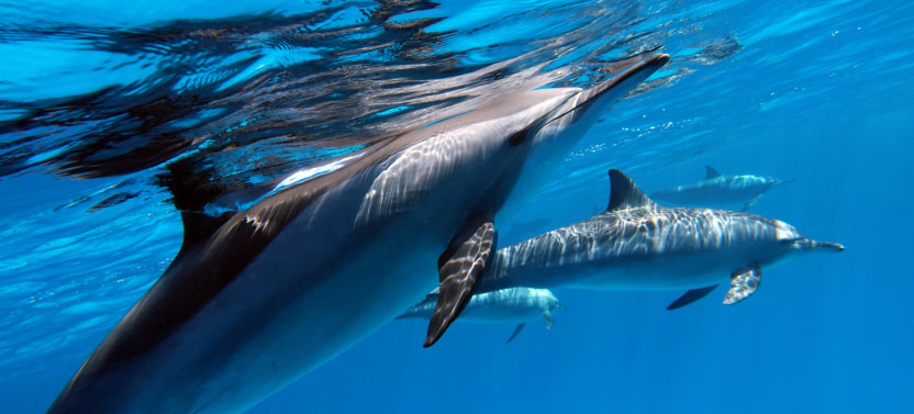 Shared respectful Whale Tour,country French Polynesia