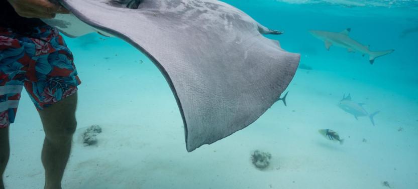 Shared respectful Whale Tour,country French Polynesia