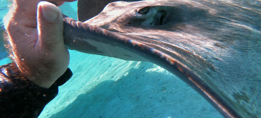 Shared respectful Whale Tour,country French Polynesia