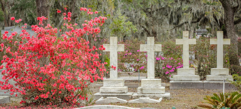 Wormsloe Plantation & Bonaventure Cemetery with Lunch