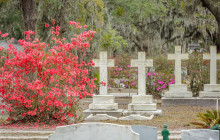 Gray Line Savannah11