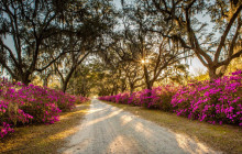 Gray Line Savannah13
