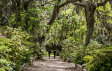 Gray Line Savannah13