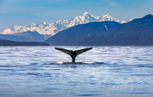 Alaska Galore Tours2