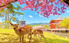 Tuyi Group Japan Co., Ltd.5