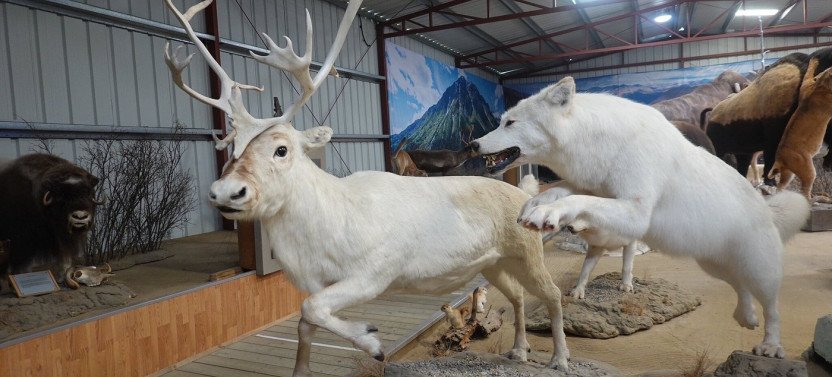 The Wildlife Museum and Royal Canadian Mounted Police Museum Admission