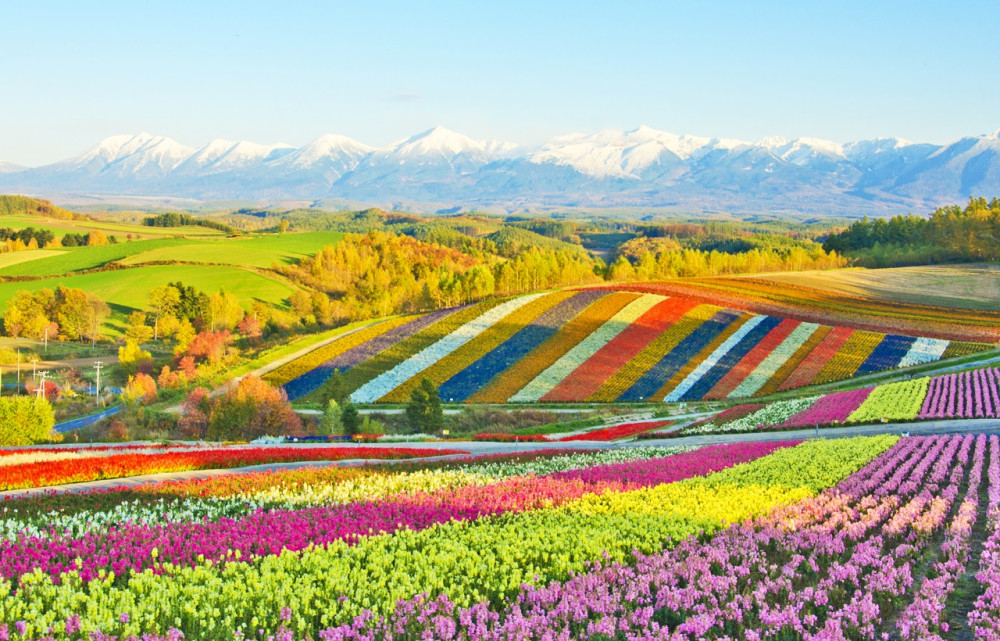 Hokkaido Biei Blue Pond & Furano Flower Fields  Day Tour with Buffet Lunch