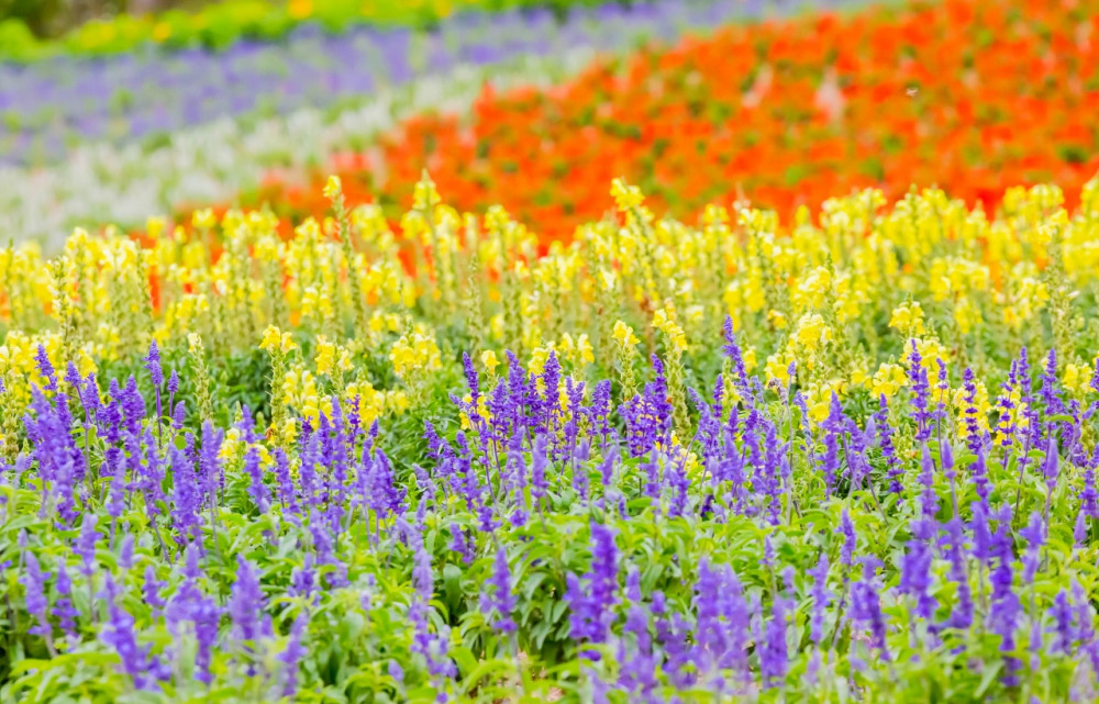 Tuyi Group Japan Co., Ltd.