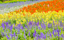 Tuyi Group Japan Co., Ltd.10