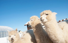 Tuyi Group Japan Co., Ltd.11