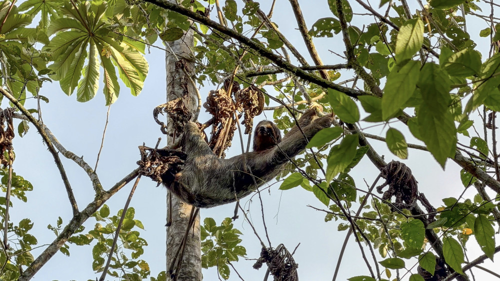 Small Group Sloth Watching Tour from La Fortuna