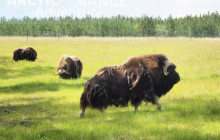 Bali Ari Tour & Driver4