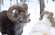 Bali Ari Tour & Driver6