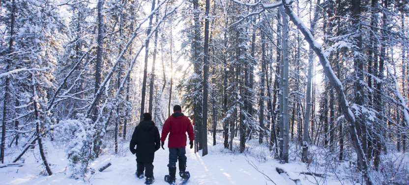 Half-Day Guided Snowshoeing Adventure in Yukon Wilderness