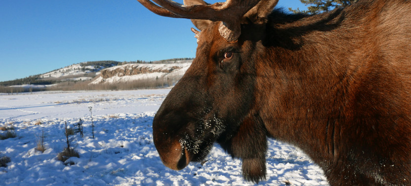 Half-Day Yukon Wildlife Photography and Viewing Tour