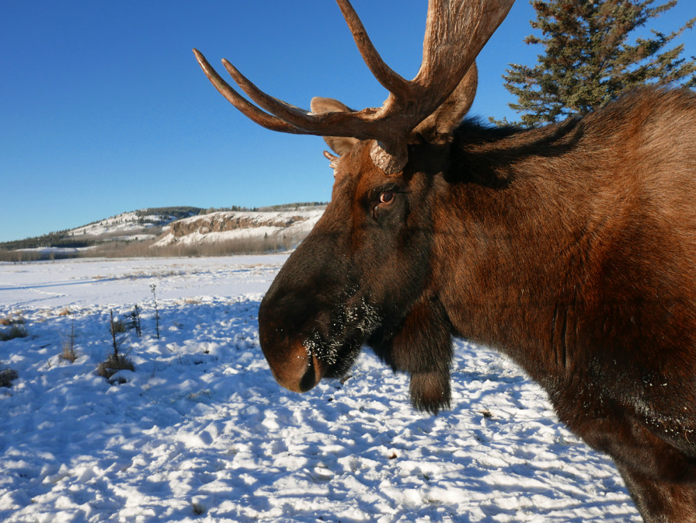 Half-Day Yukon Wildlife Photography and Viewing Tour
