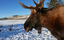 Arctic Range Adventure1