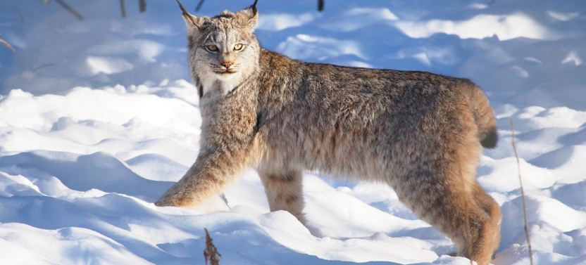 Half-Day Yukon Wildlife Photography and Viewing Tour