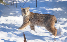 Arctic Range Adventure2