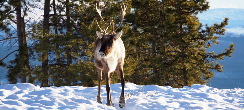 Half-Day Yukon Wildlife Photography and Viewing Tour