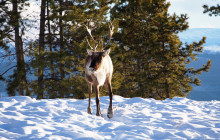 Arctic Range Adventure11