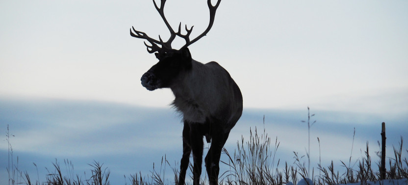 Arctic Day Wildlife Tour & Eclipse Nordic Hot Springs from Whitehorse