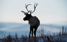 Arctic Range Adventure1