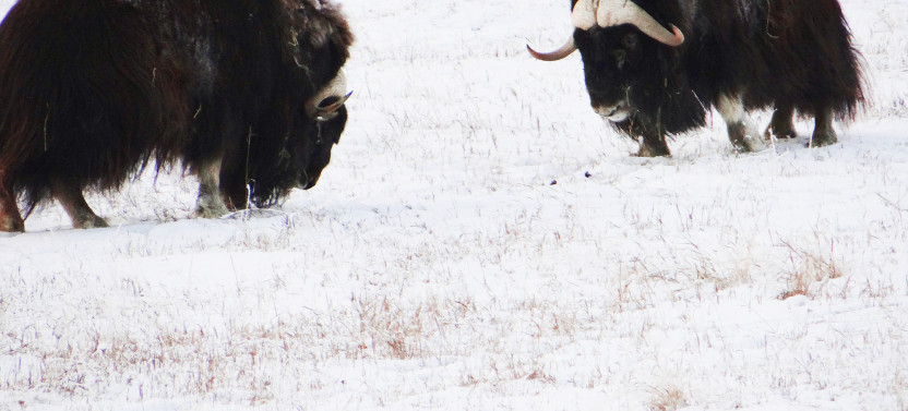 Arctic Day Wildlife Tour & Eclipse Nordic Hot Springs from Whitehorse