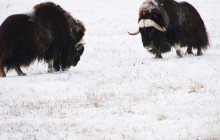 Arctic Range Adventure12