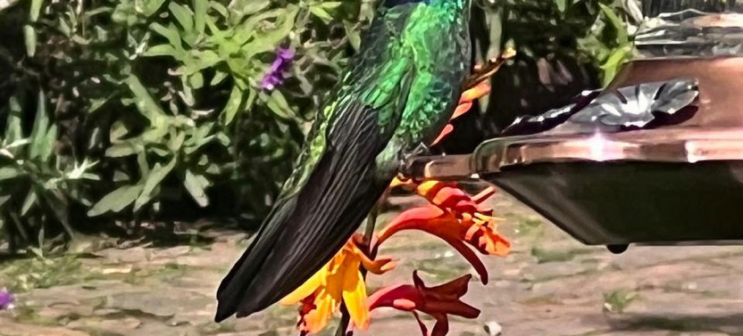 Flight of Colors: Hummingbird Adventure in Medellin